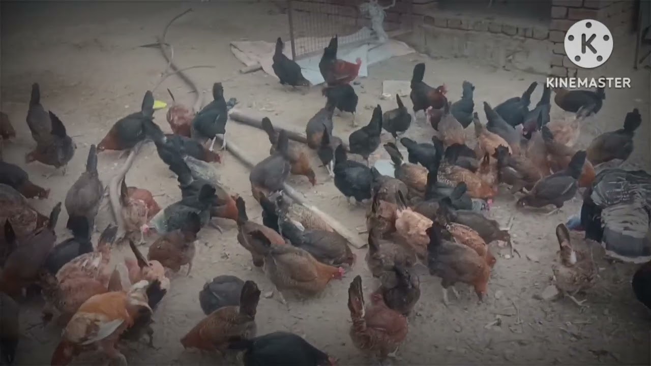 मुर्गियां कल कुछ सेल हो जाएंगी।😥😥😥#chicken #roosterfarm #egg 