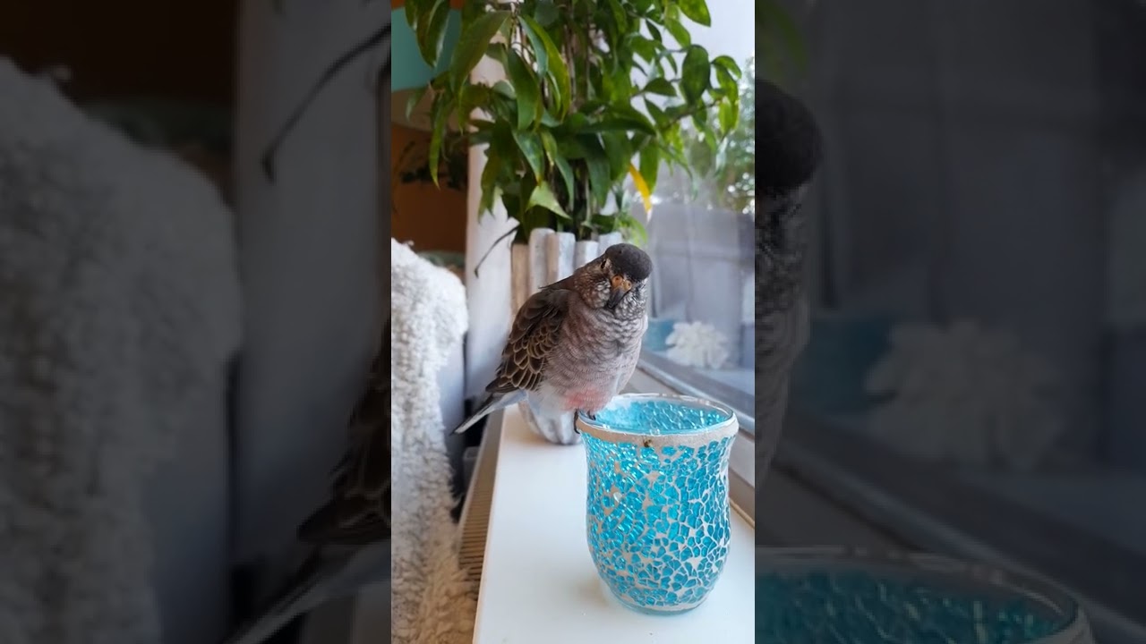bourke parakeet singing (let your bourke hear this, they love that)