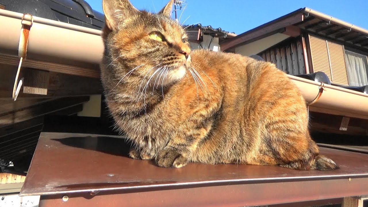 冬の朝の猫のルーティン Cat's  Morning Routine ❅Winter