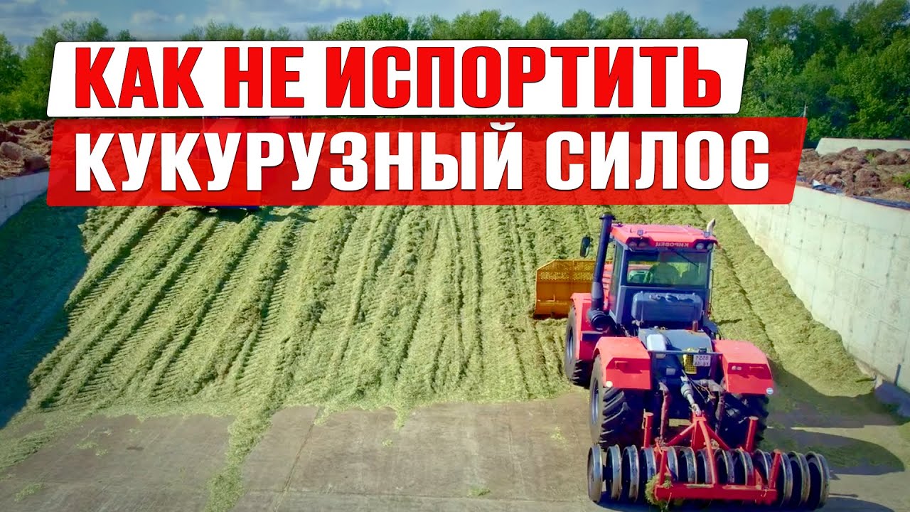 Силос 2024 | Уборка кукурузы на силос | Настройка комбайна | Заготовка силоса | Заготовка кормов