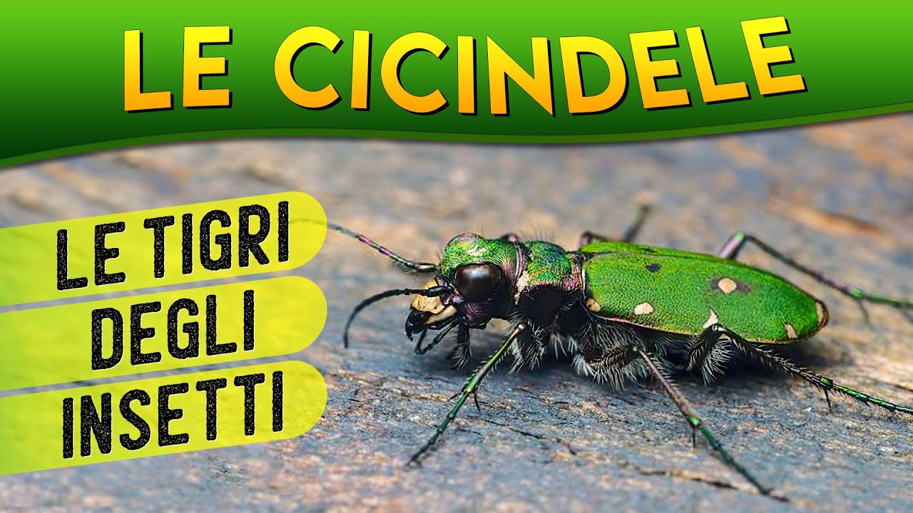 Le Cicindele: le tigri degli insetti ► Puntata 77