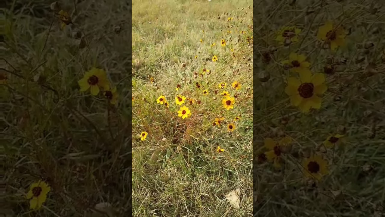 Collecting Wildflower Seed