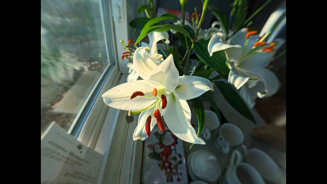 Insta360 Ace Pro flower bloom time lapse with 10x macro lens