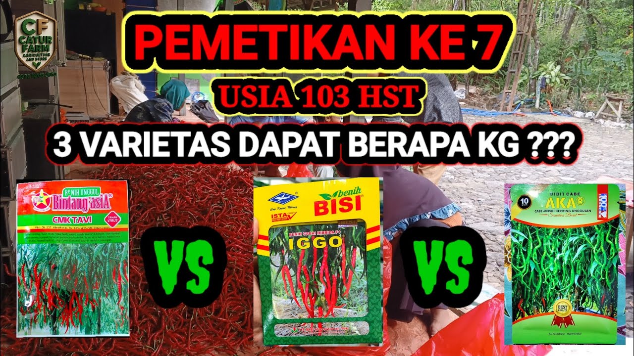 CABE MERAH KERITING PEMETIKAN KE 7 || USIA 103 HST || CMK TAVI || IGGO TAVI || CMK AKAR