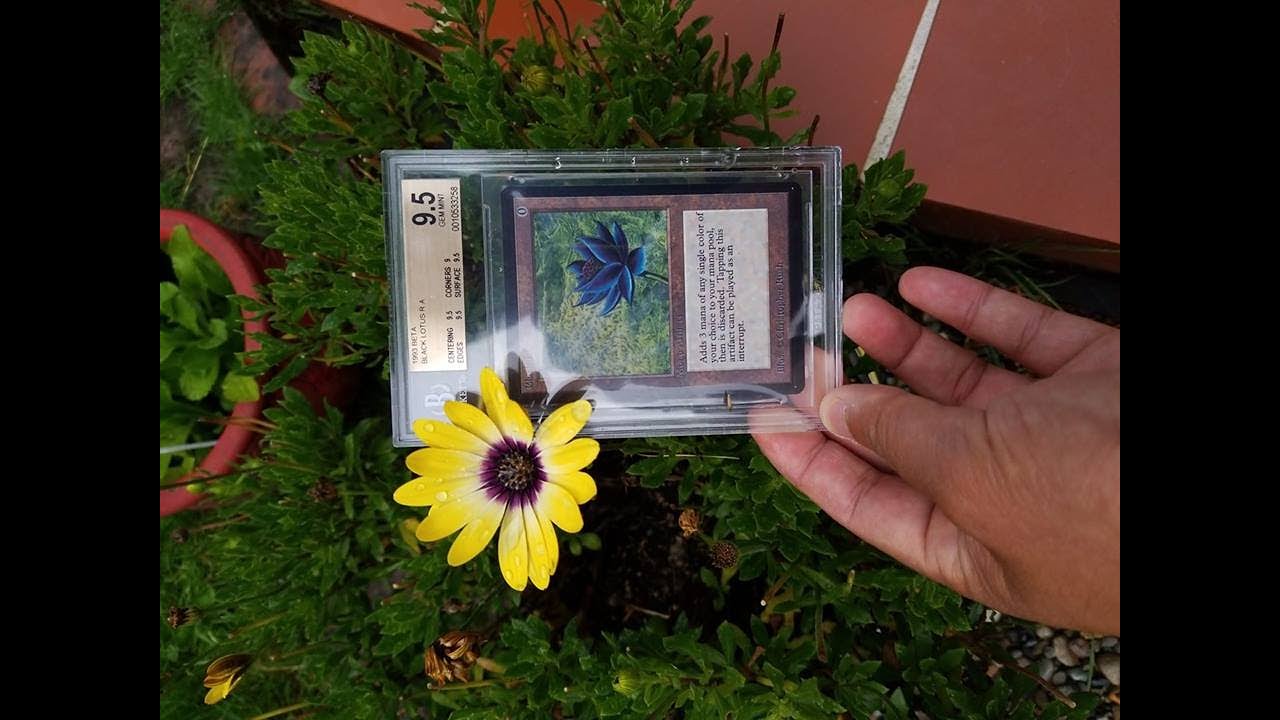 THE HOLY GRAIL OF MAGIC = ALL VERSIONS of the Black Lotus cards, except Magic 30 Anniversary Edition