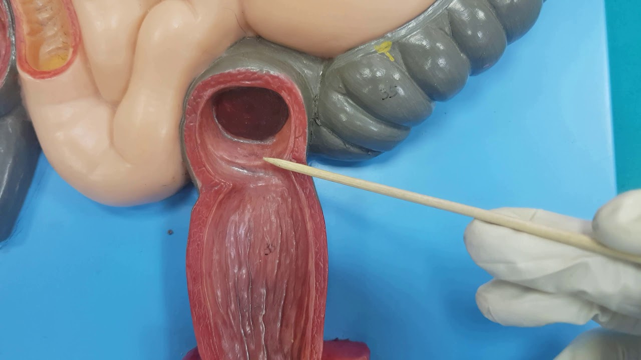 Gastrointestinal Sistem (GİS) Anatomisi (10.Bölüm)