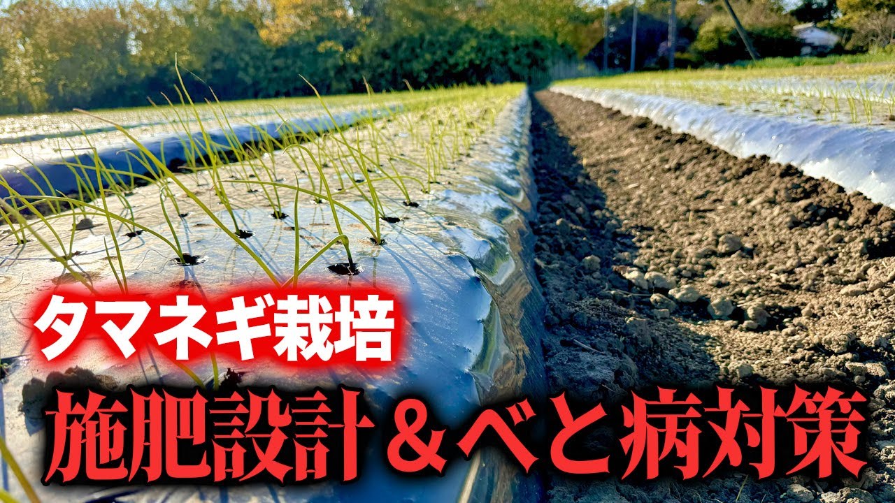 【たまねぎ栽培】病気と雑草に負けないたまねぎの畝作り！！