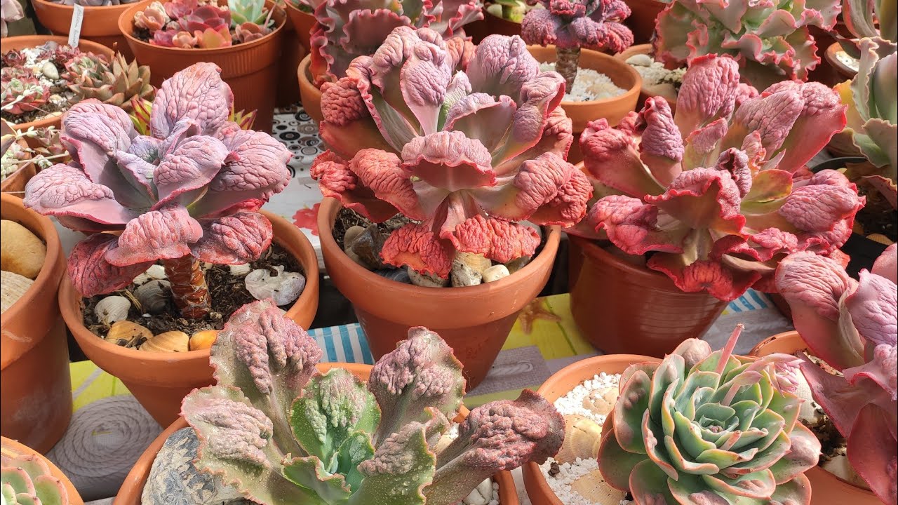 # echeverias de verrugas 🥰. Lindas e exóticas. Venha conhecer as minhas 😅
