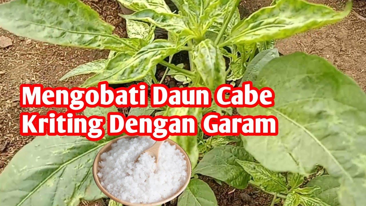 Cara memulih kan daun cabe keriting dengan garam cepat sembuh total 