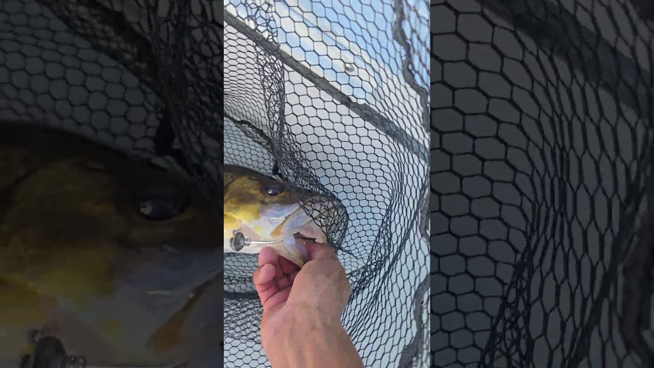 Slot snook #snook #florida #fishing #saltwater #bridgefishing #flairhawk #bucktails