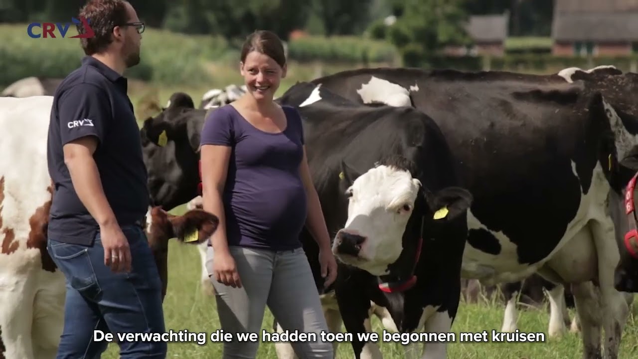 Fleckvieh kruisen bij Judith van Dijk_lange versie