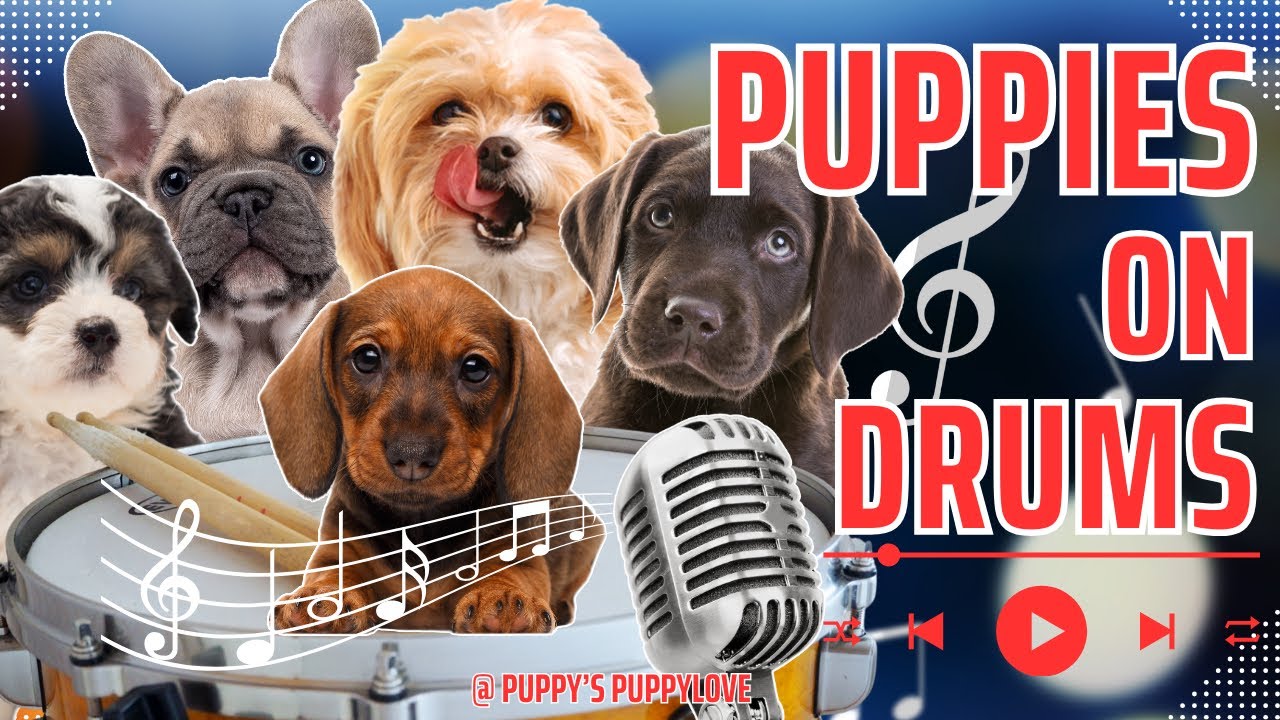 🐶 Best of TikTok Cutest Puppies on Drums 1! 🥁 #PuppyDrummers #cutecompilation