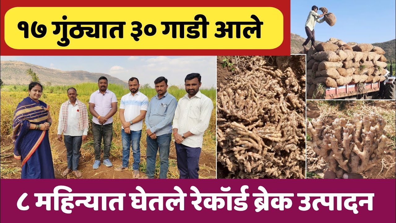 १७ गुंठ्यांत ३० गाडी आले | ८ महिन्यात घेतले महाराष्ट्रातील सर्वाधिक रेकॉर्डब्रेक उत्पादन