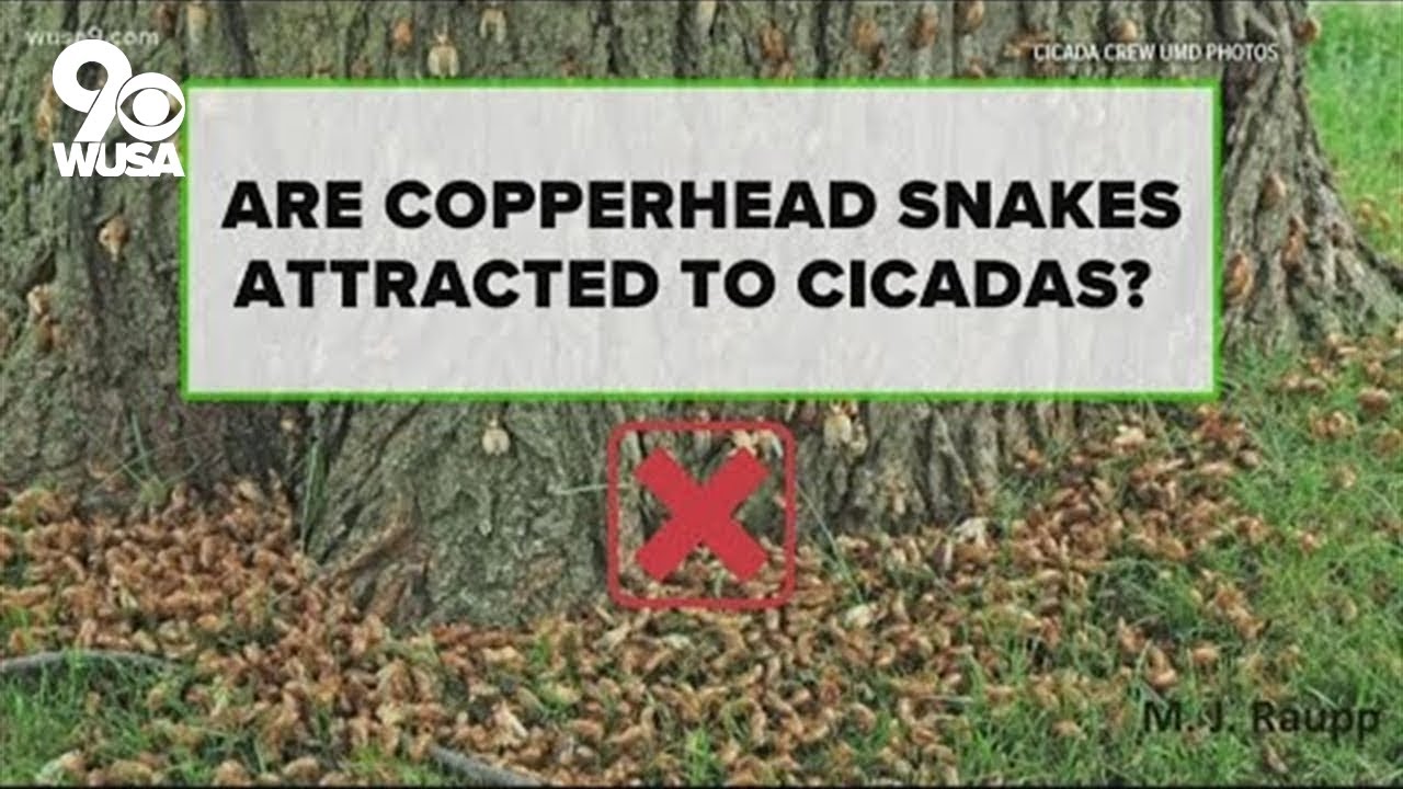 Do cicadas attract copperhead snakes?