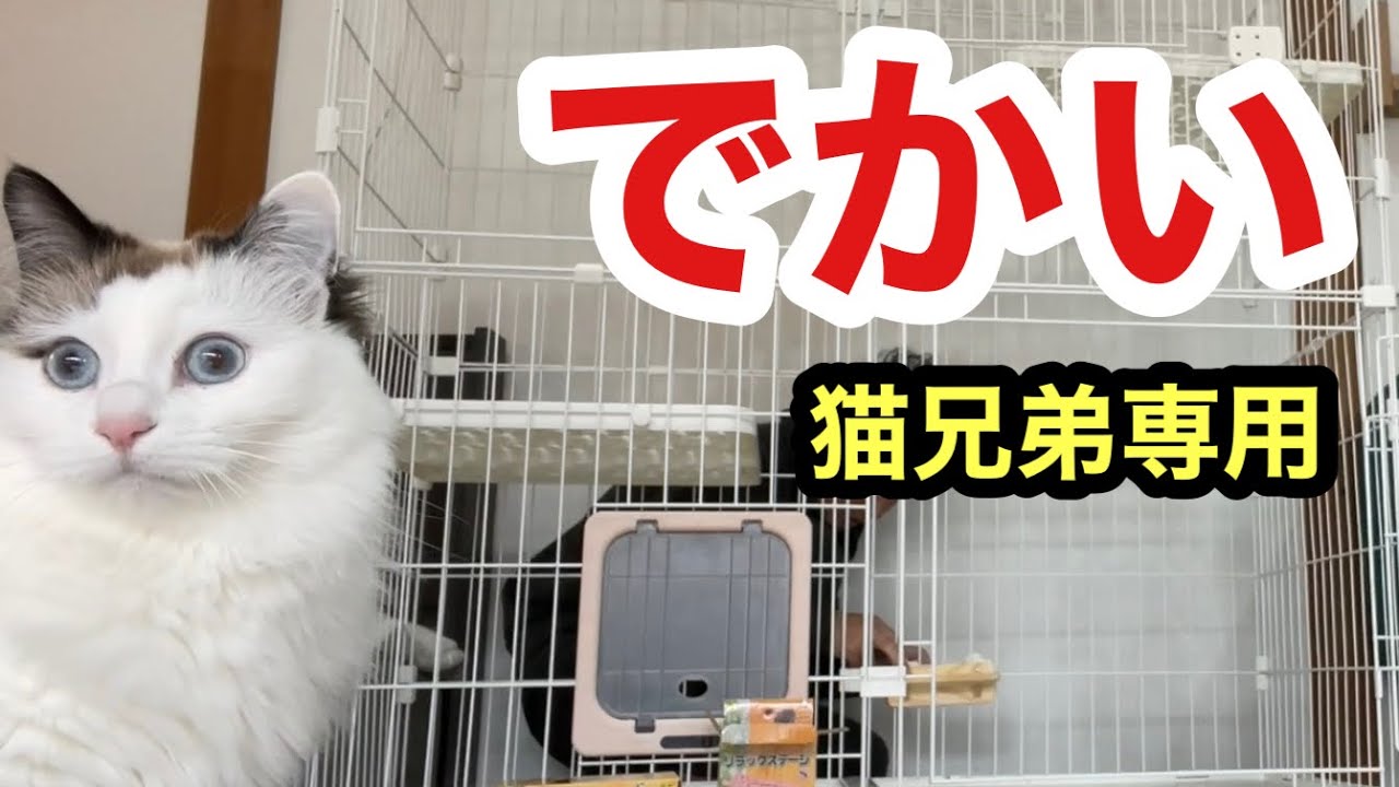 ジンレオ兄弟専用のキャットケージを完成させました