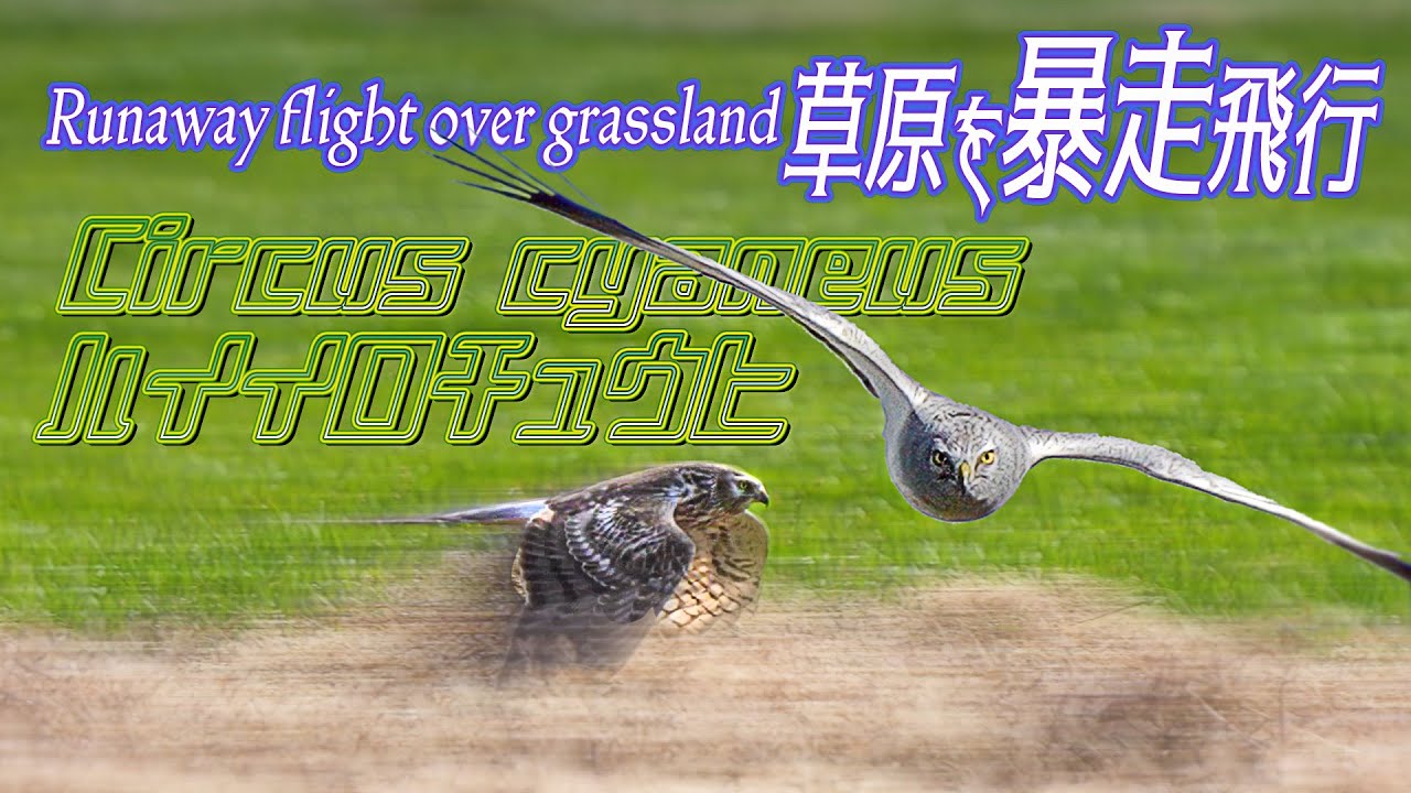 【草原を暴走飛行! 】ハイイロチュウヒ A Circus cyaneus flying wildly across a grassy field!
