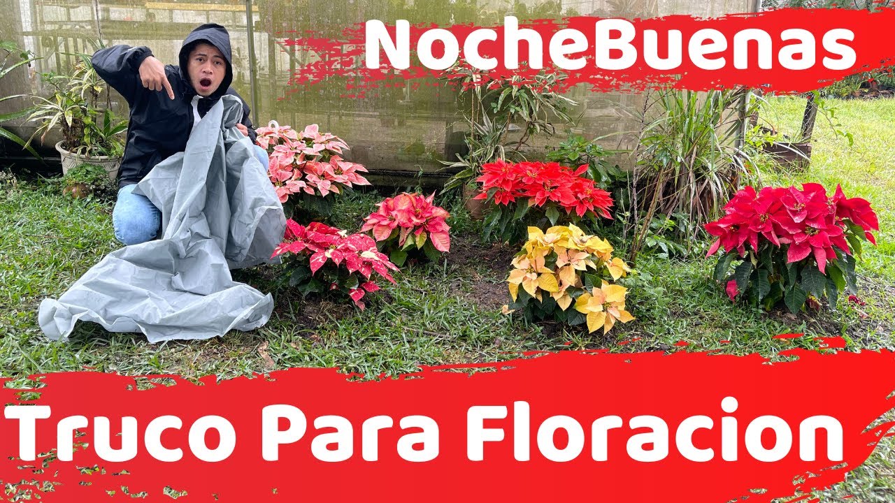 TRUCO PARA LOGRAR FLORACION EN LAS NOCHEBUENAS O FLOR DE PASCUA || HUERTO CITADINO