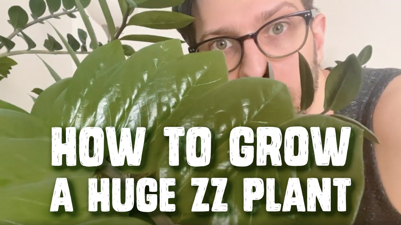 How To Grow A Huge Indoor ZZ Plant in Chicago