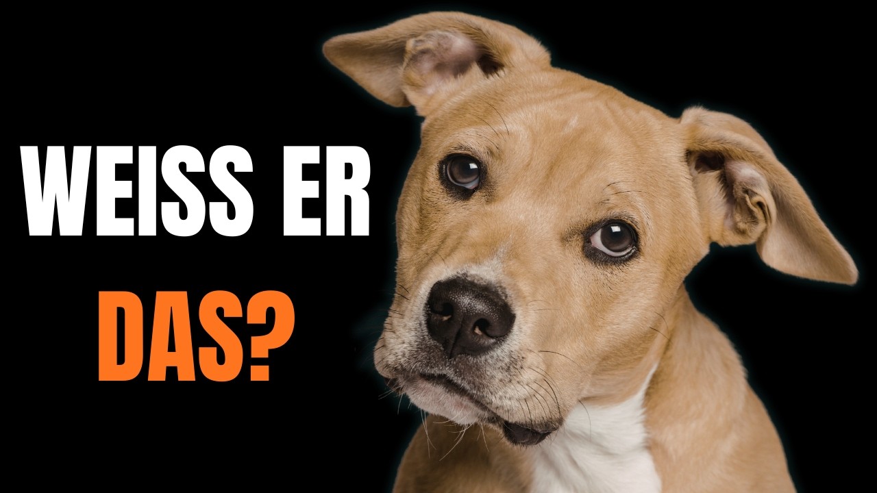 Weiss dein Hund, wann du nach Hause kommst? (Die Wahrheit &uuml;berrascht)