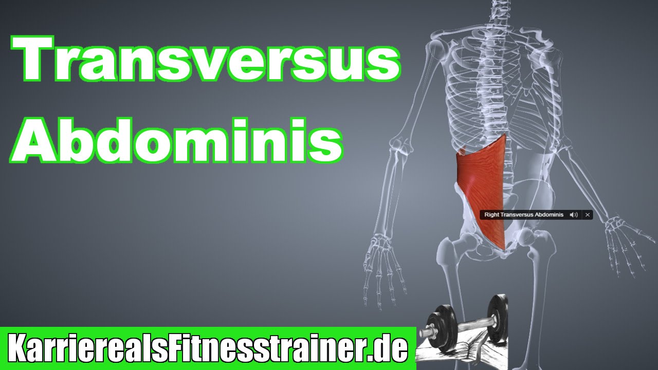 M. Transversus Abdominis Ansatz Ursprung Funktion B-Lizenz-Prüfung