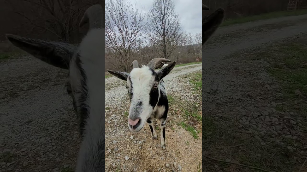 Donkey meets the baby goats 