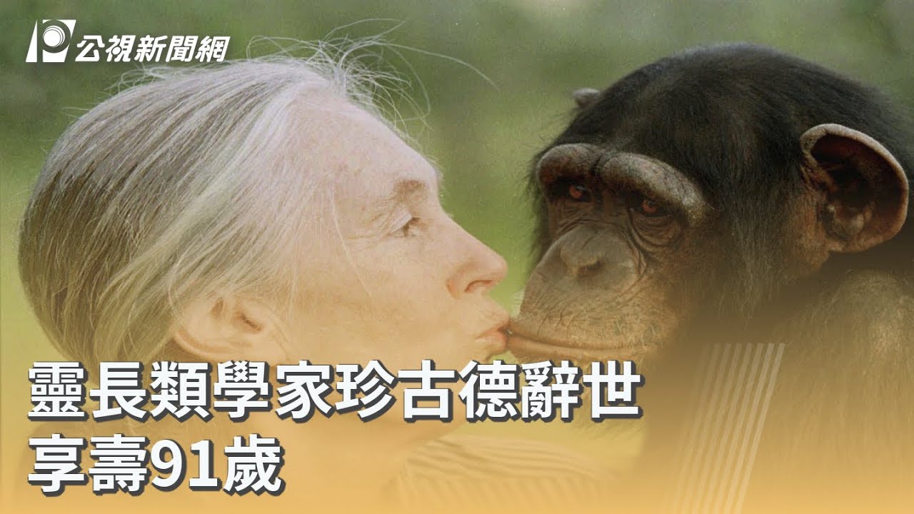 靈長類學家珍古德辭世 享壽91歲｜20251002 公視早安新聞