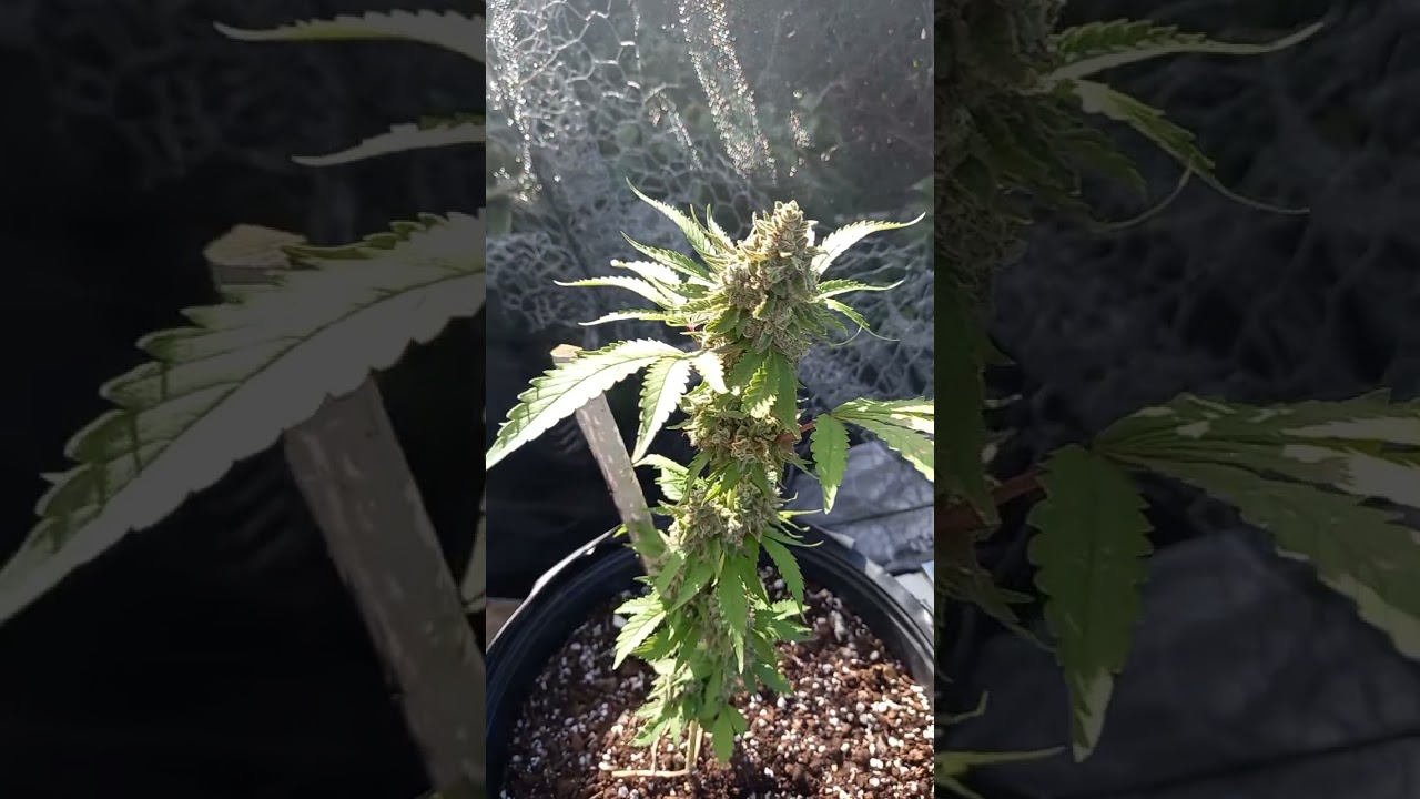 I love growing cannabis