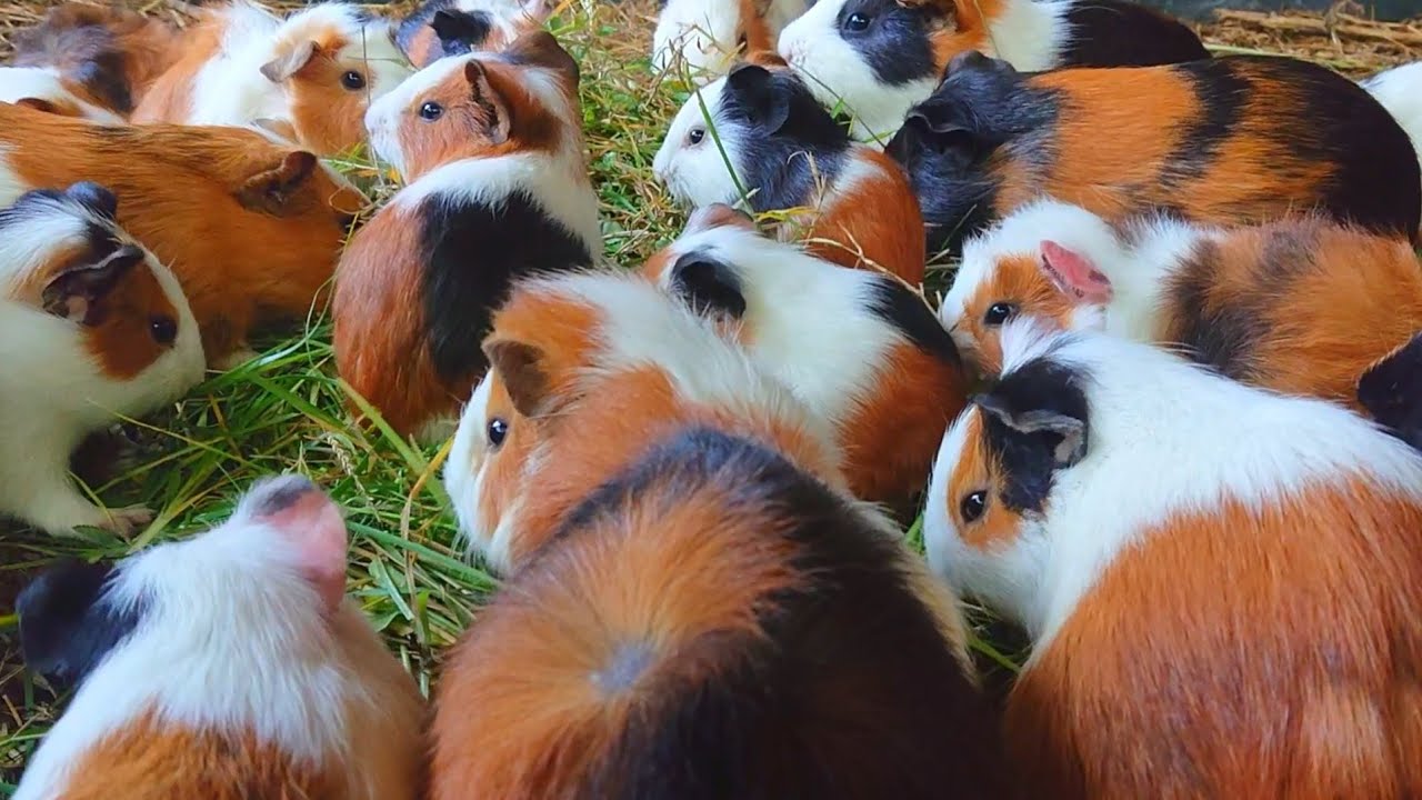 Guinea pigs eating asmr, cute animal pets at home Guinea pig, relaxing Guinea pig videos 