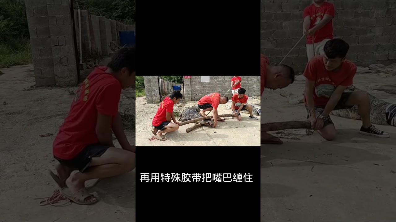 Crocodile Farm  Feeding Crocodile Farm #67