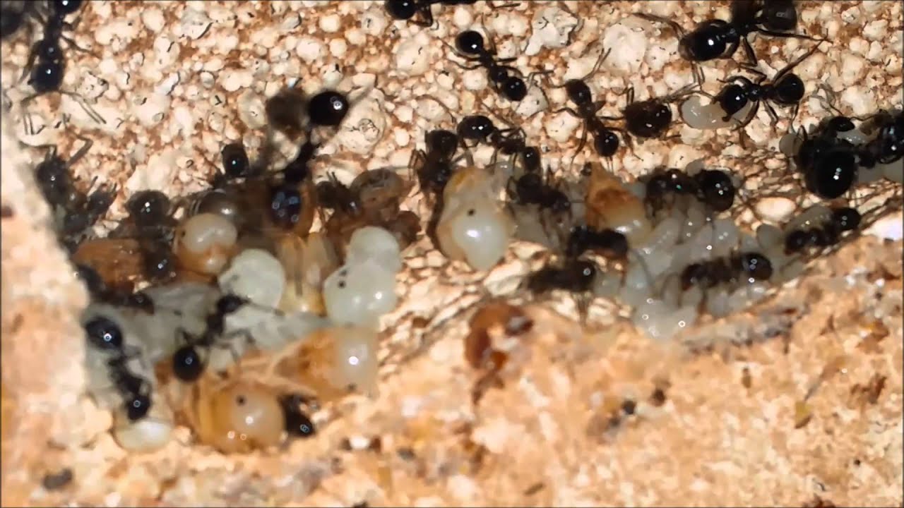 Messor Ebeninus colony