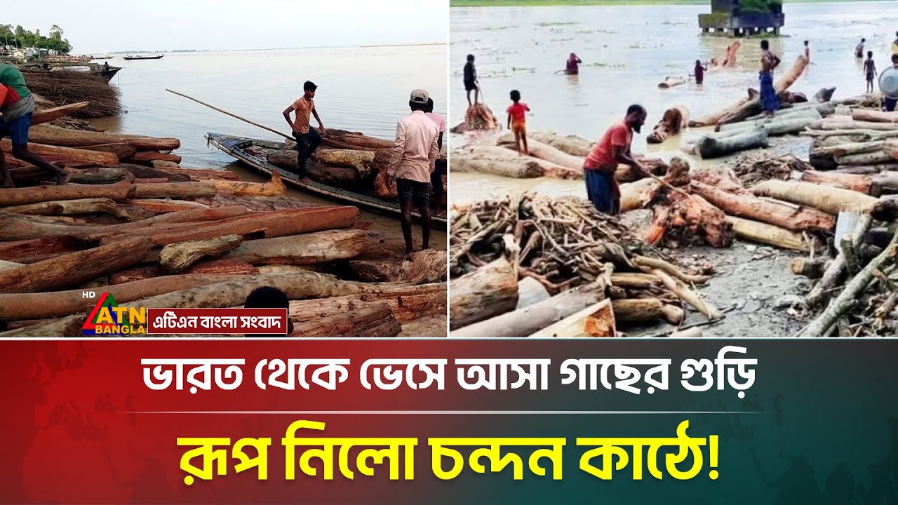 ভারত থেকে ভেসে আসা গাছের গুড়ি রূপ নিল চন্দন কাঠে! Kurigram Floating Tree | ATN Bangla News