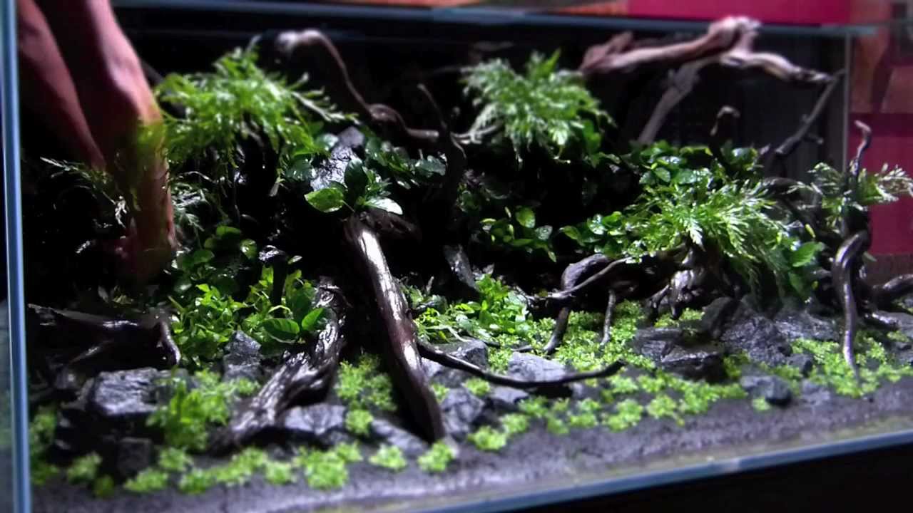 Teil 1: Diskus Aquascape 
