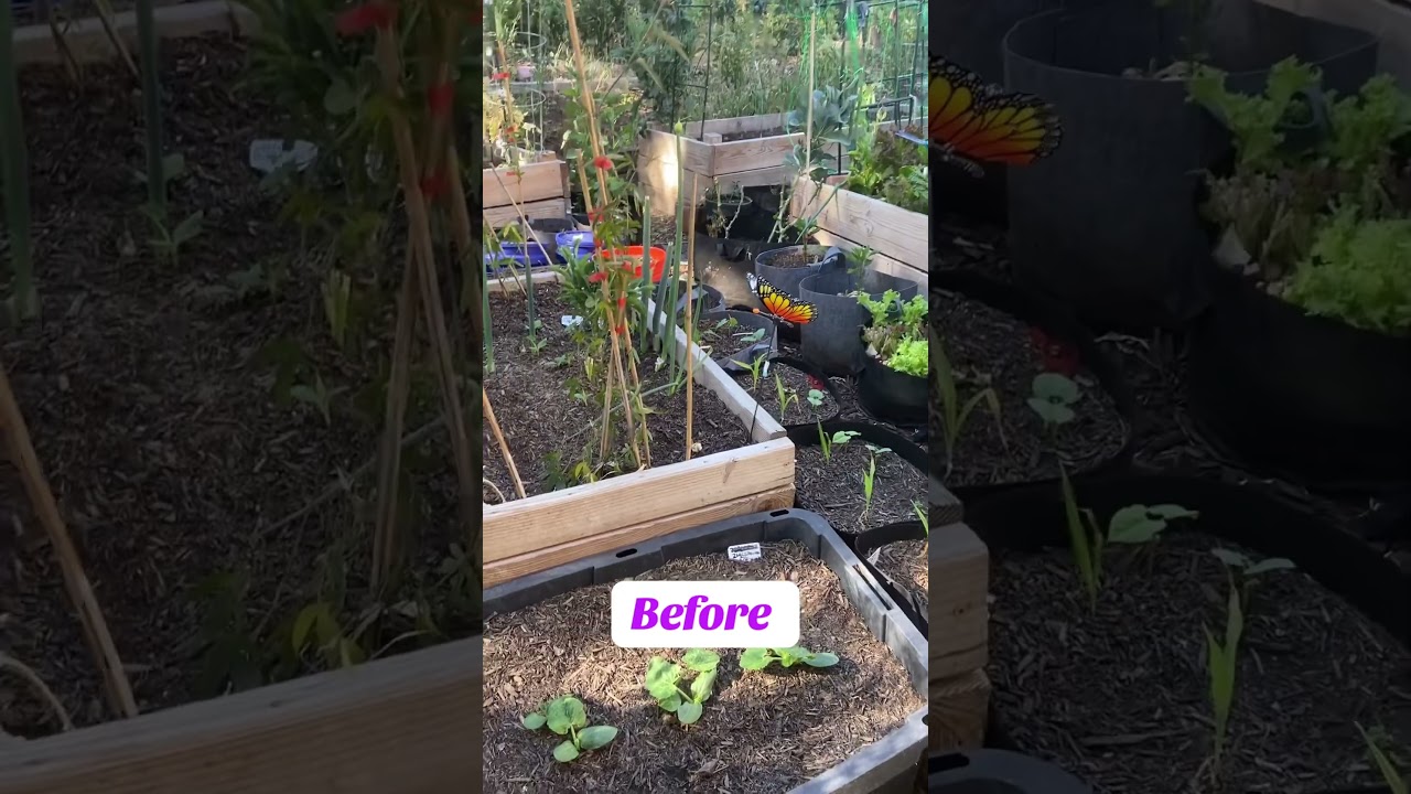 2 weeks after using root enhancer/ mycorrhizae on my vegetable plants #mycorrhiza #gardening