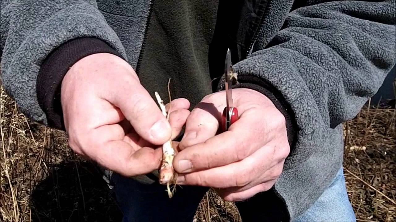 Spring Wild Edible Plants - Identifying And Harvesting Common Evening Primrose Roots