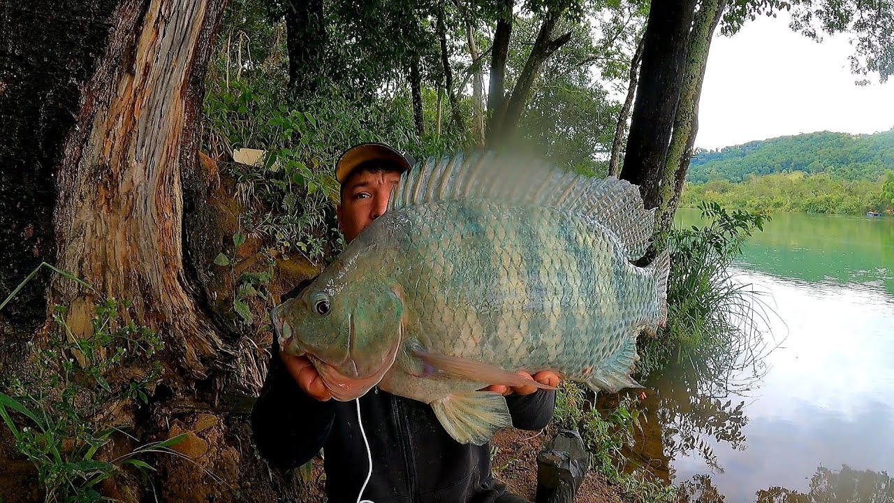PESCARIA DE TILÁPIA GIGANTE MELHOR SOZINHO QUE MAL ACOMPANHADO!