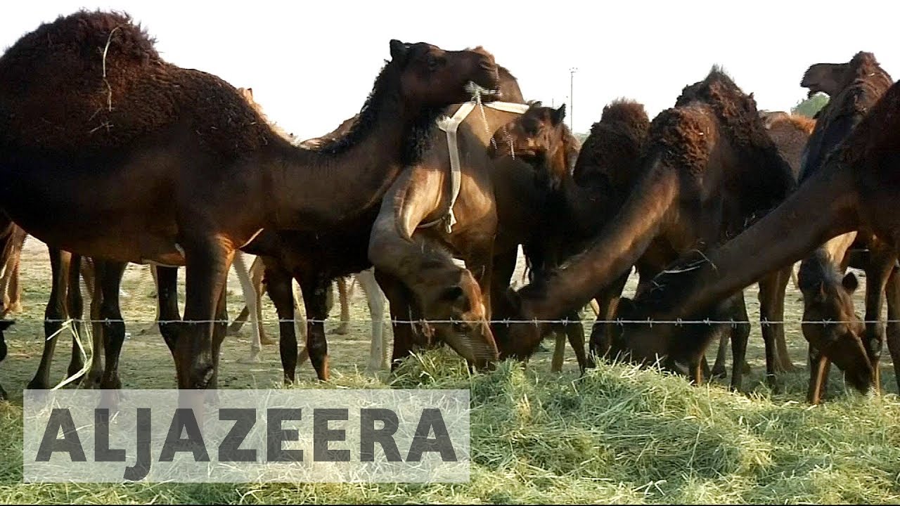 🇶🇦 Gulf crisis: Camels become casualties of Qatar blockade
