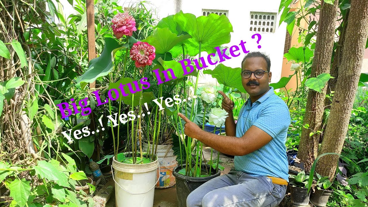 How to grow lotus in Bucket or small pot ? बालटी मे या छोटे पाॅट मे कमल कैसे बढाये?