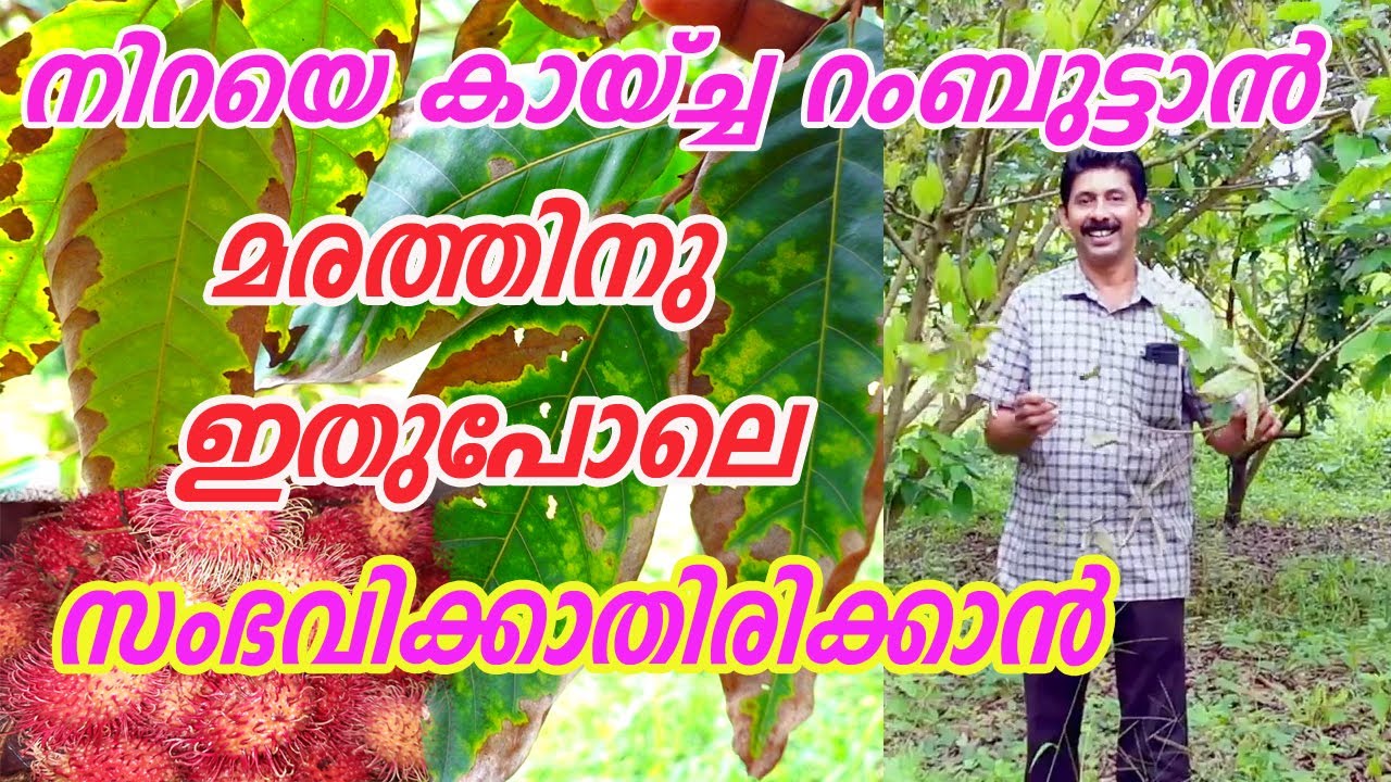 റംബൂട്ടാൻ കര്ഷകന്  ലക്ഷങ്ങൾ നഷ്ടപെടുത്തിയ വളപ്രയോഗം  Rambutan Leaves Turning Brown