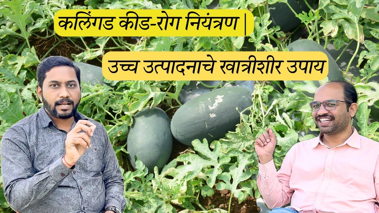 कलिंगड शेतीत कीड-रोग नियंत्रण | उच्च उत्पादनाचे खात्रीशीर उपाय