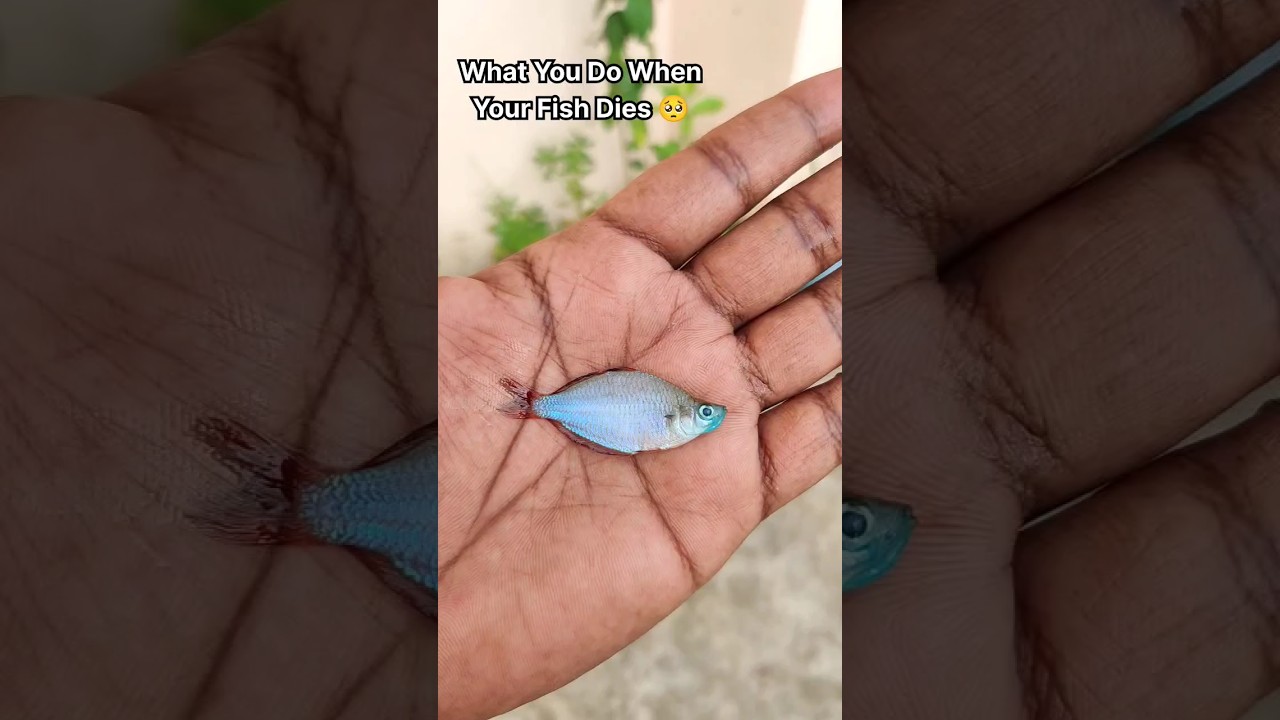 🥺 உங்க மீன் இறந்தா இத செய்யுங்க 🙏🏾 | Do This When Your Fish Dies 