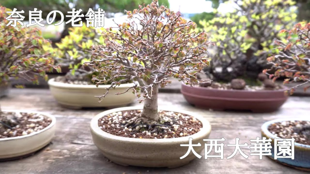 大西大華園