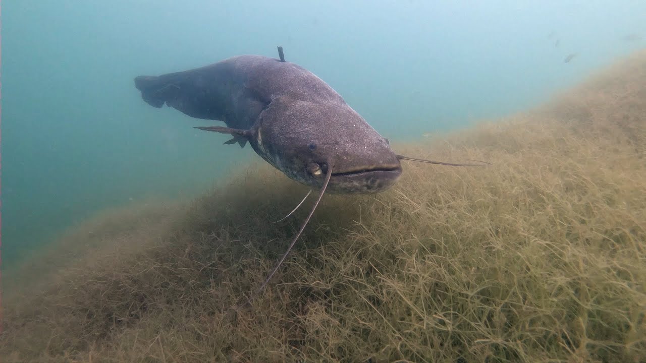 Catfish on the prowl - Waller auf Pirsch