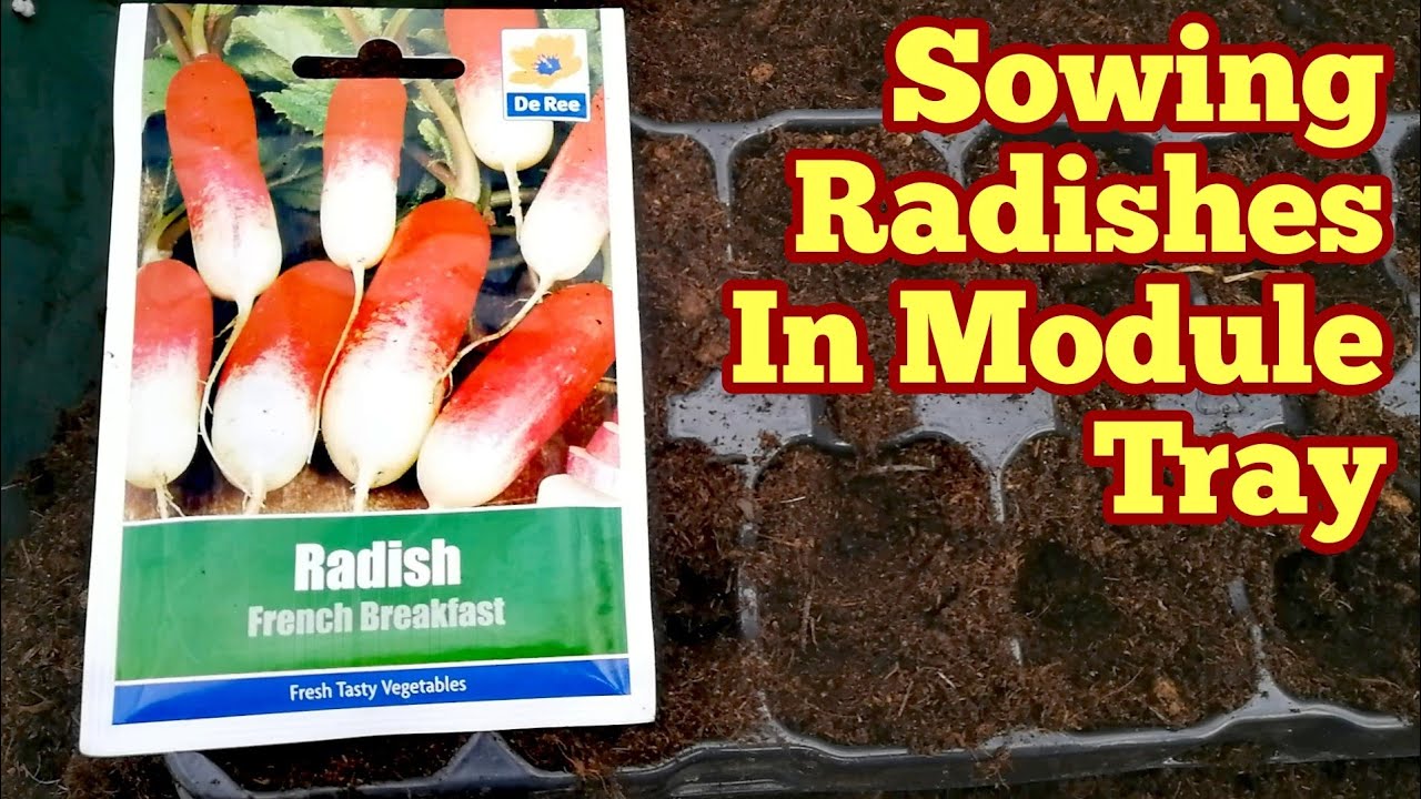Sowing Radishes In Module Trays Using Charles Dowding's Multi Seed Method/ French Breakfast