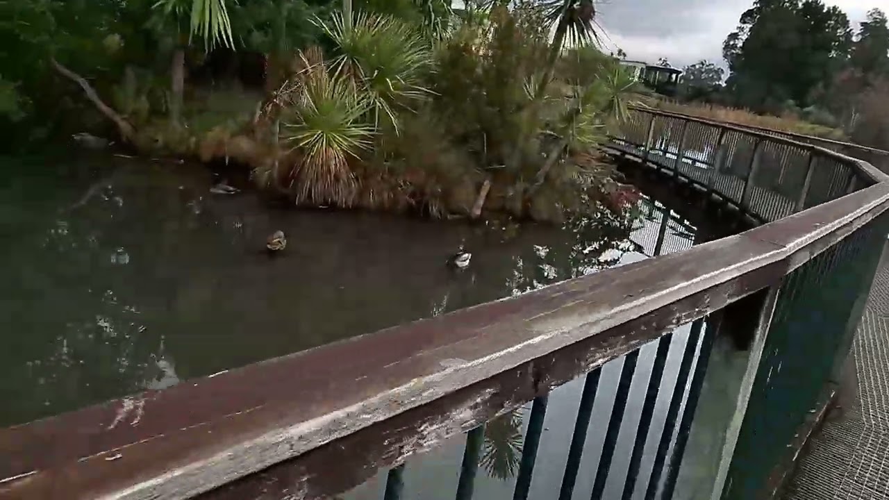 Hamilton Lake (Virtual Walk) - Waikato Walks