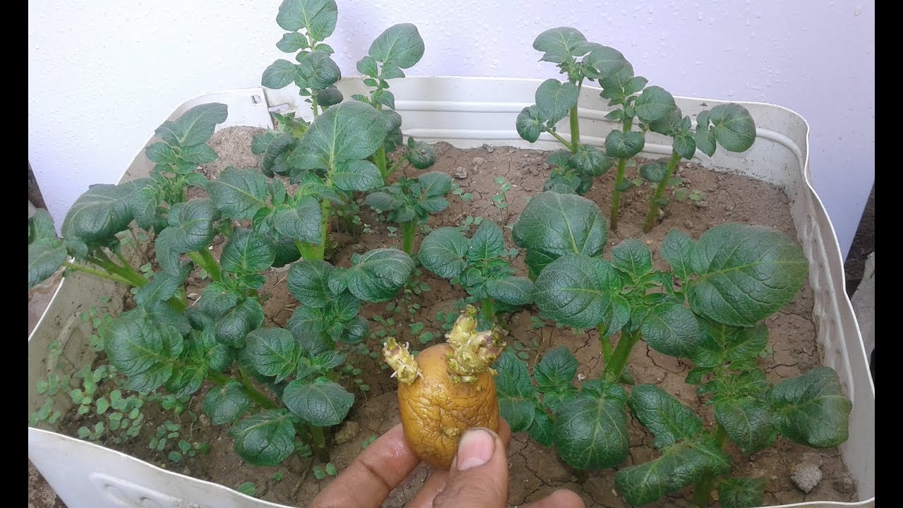 ازرع البطاطس القديمة اللي في البيت والنتيجة هتدهشك How to plant potatoes at home