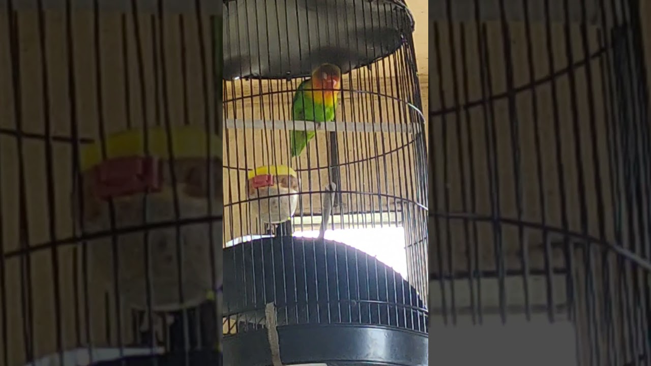 masteran lovebird speed lambat cocok buat ocehan