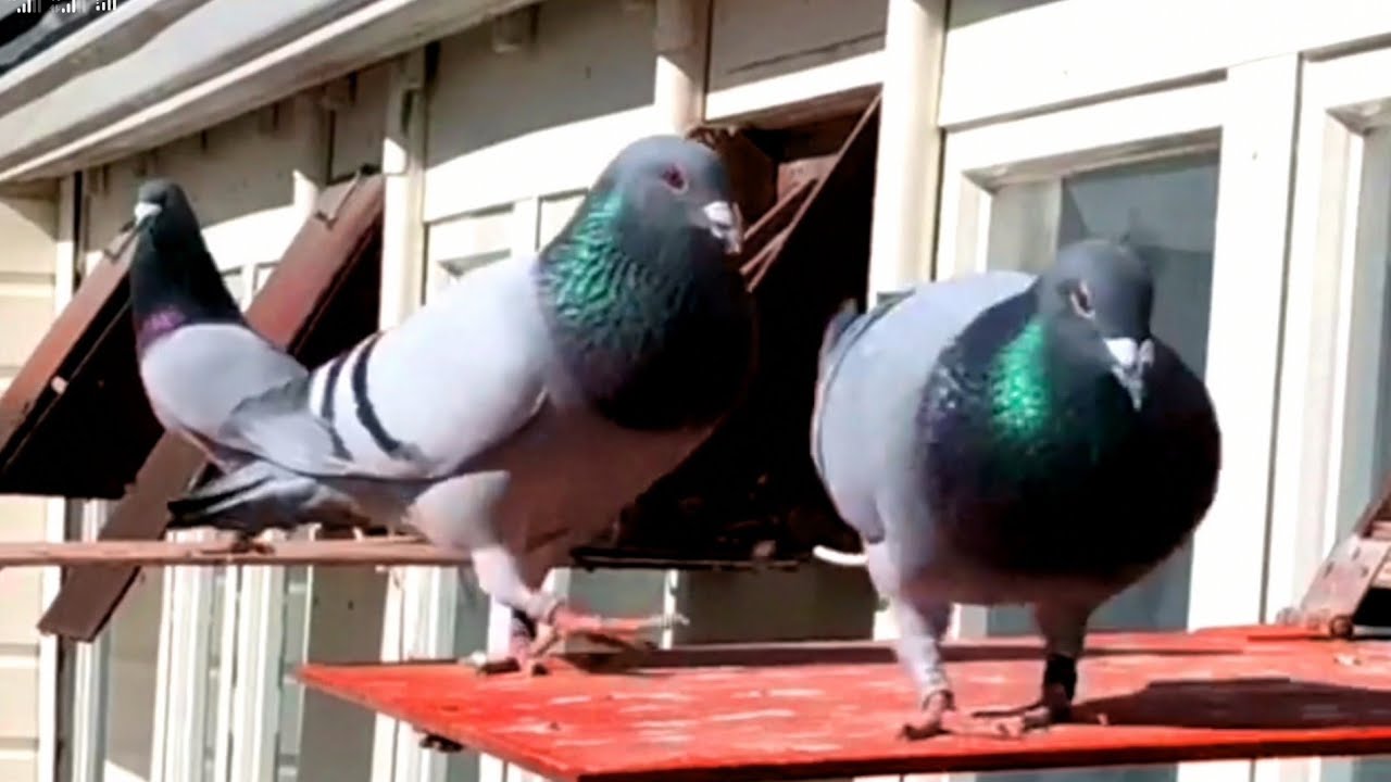Racing homer pigeon breeds | pigeon farm - Domestic pigeon | Homeing pigeon, pigeon coops