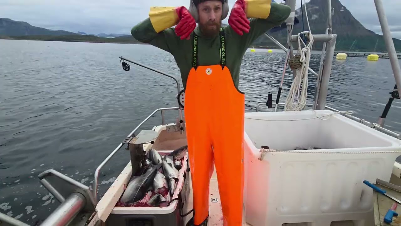 Seifiske med juksa bodø