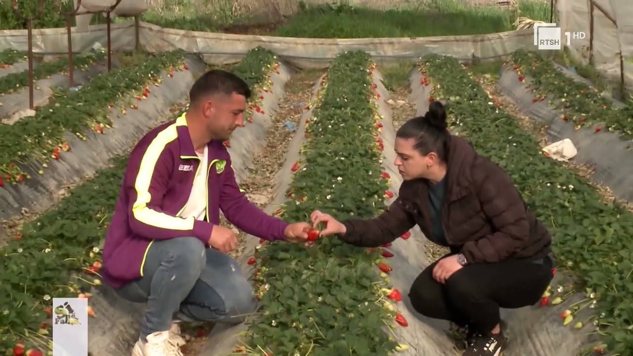 Rritja dhe kultivimi i luleshtrydhes; Valter Hamataj - Fermer | “Si në familje”