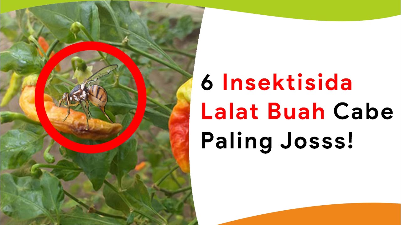 6 Insektisida Lalat Buah Cabe Paling Josss!